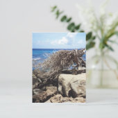 Aruba Divi Tree am Meer Postkarte (Stehend Vorderseite)