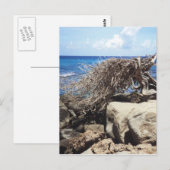 Aruba Divi Tree am Meer Postkarte (Vorne/Hinten)