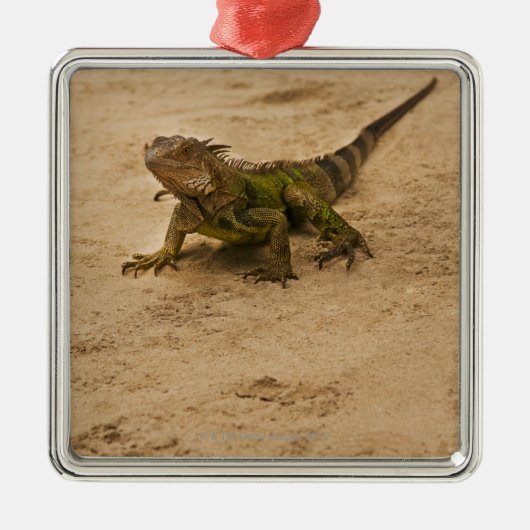 Aruba, Eidechse auf Sand Silbernes Ornament (Vorne)