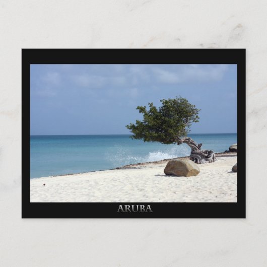 ARUBA fofoti tree Postkarte (Vorderseite)