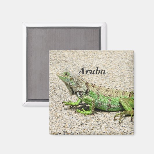 Aruba Green Iguana Magnet (Vorderseite/Rückseite)