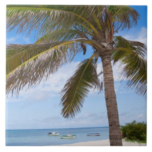 Aruba, Palme auf Strand Fliese