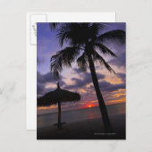 Aruba, Silhouette von Palmen und Palapa Postkarte (Vorne/Hinten)
