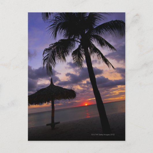 Aruba, Silhouette von Palmen und Palapa Postkarte (Vorderseite)