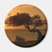 Aruba Sunset Divi Divi Tree Magnet (Vorne)