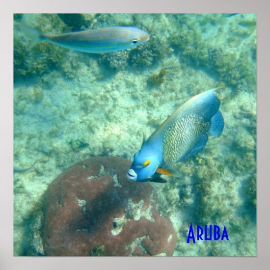 Aruba Unterwasser-Foto Poster (Vorne)