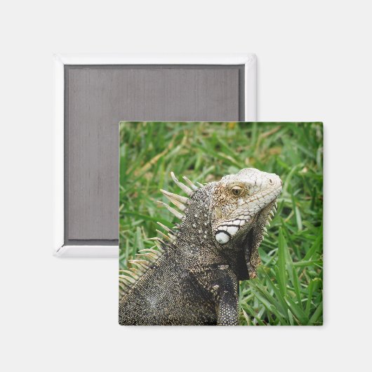 Aruban Lizard Magnet (Vorderseite/Rückseite)