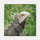 Aruban Lizard Magnet (Vorne)