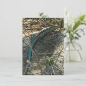 Aruban Whiptail Lizard Tropische Tierfotografie (Stehend Vorderseite)