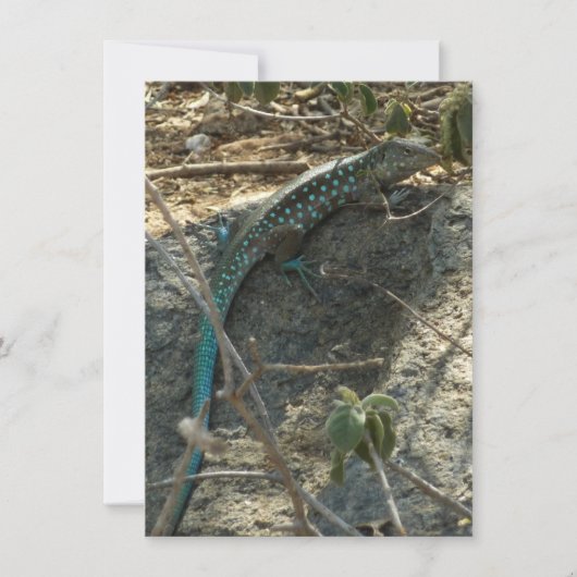 Aruban Whiptail Lizard Tropische Tierfotografie (Vorderseite)