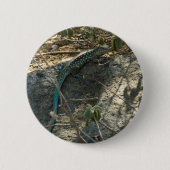 Aruban Whiptail Lizard Tropische Tierfotografie Button (Vorderseite)