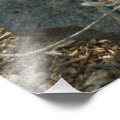 Aruban Whiptail Lizard Tropische Tierfotografie Fotodruck (Ecke)