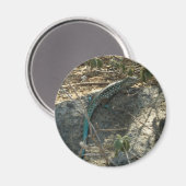 Aruban Whiptail Lizard Tropische Tierfotografie Magnet (Vorderseite/Rückseite)