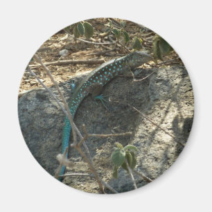 Aruban Whiptail Lizard Tropische Tierfotografie Magnet