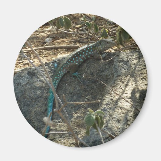 Aruban Whiptail Lizard Tropische Tierfotografie Magnet (Vorne)