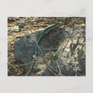 Aruban Whiptail Lizard Tropische Tierfotografie Postkarte