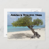 Arubas Divi-Divi-Baum-Postkarte Postkarte (Vorne/Hinten)