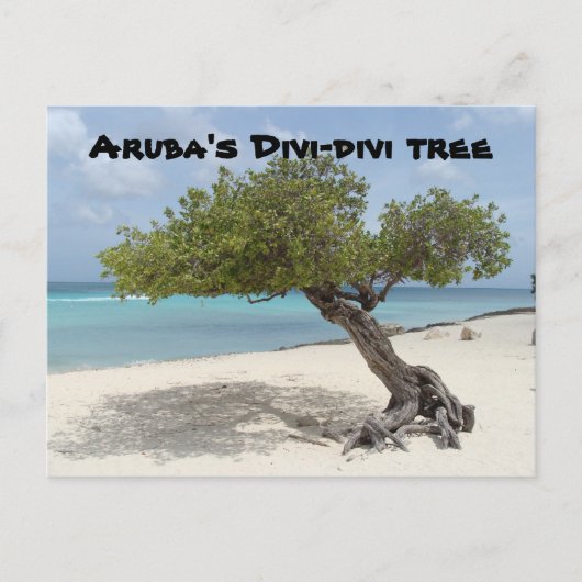 Arubas Divi-Divi-Baum-Postkarte Postkarte (Vorderseite)