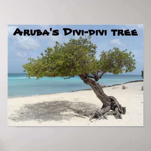Arubas Divi-divi-Baumposter Poster (Vorne)