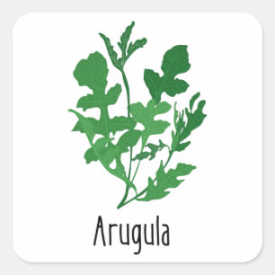 Arugula Geices Kräuter Quadratischer Aufkleber