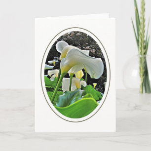 Arum Lilies Blank Greeting Card Karte