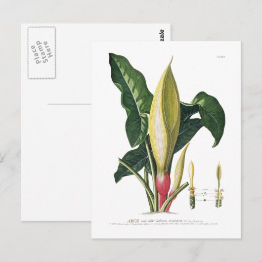 Arum lily postkarte (Vorne/Hinten)