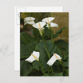 Arum oder Calla lis, Zantedeschia aethiopica, Postkarte (Vorne/Hinten)