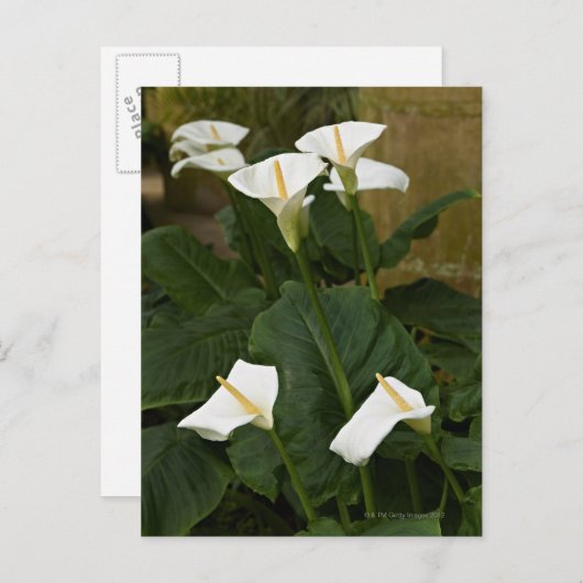 Arum oder Calla lis, Zantedeschia aethiopica, Postkarte (Vorne/Hinten)