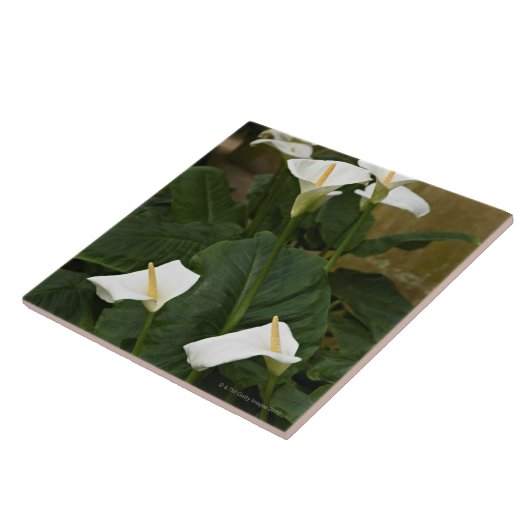 Arum- oder Callalilien, Zantedeschia aethiopica, Fliese (Seite)