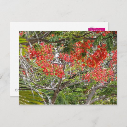 Arvore Postkarte (Vorne/Hinten)