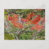 Arvore Postkarte (Vorderseite)