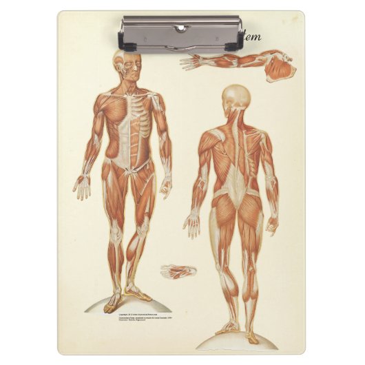 Ärzte Büro Muscle Anatomy Clipboard Klemmbrett (Vorderseite)