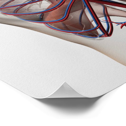 Ärztliche Darstellung der männlichen Brust Poster (Ecke)