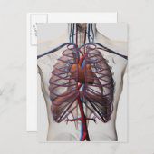 Ärztliche Darstellung der männlichen Brust Postkarte (Vorne/Hinten)