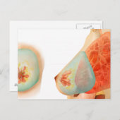 Ärztliche Darstellung der weiblichen Brust Postkarte (Vorne/Hinten)
