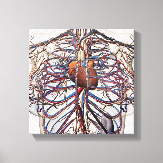 Ärztliche Darstellung weiblicher Brustkunst Leinwanddruck (Vorderseite)