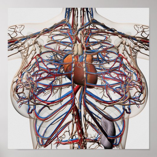 Ärztliche Darstellung weiblicher Brustkunst Poster (Vorne)