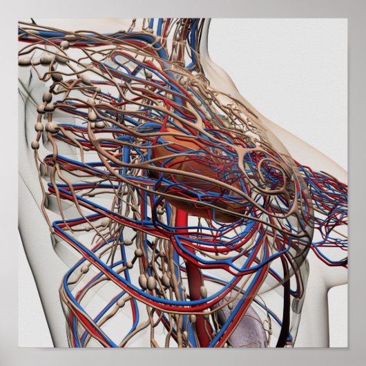 Ärztliche Darstellung weiblicher Brustkunst Poster (Vorne)