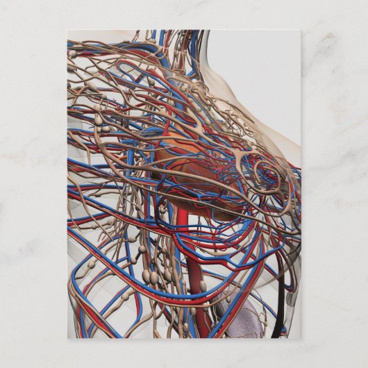 Ärztliche Darstellung weiblicher Brustkunst Postkarte (Vorderseite)