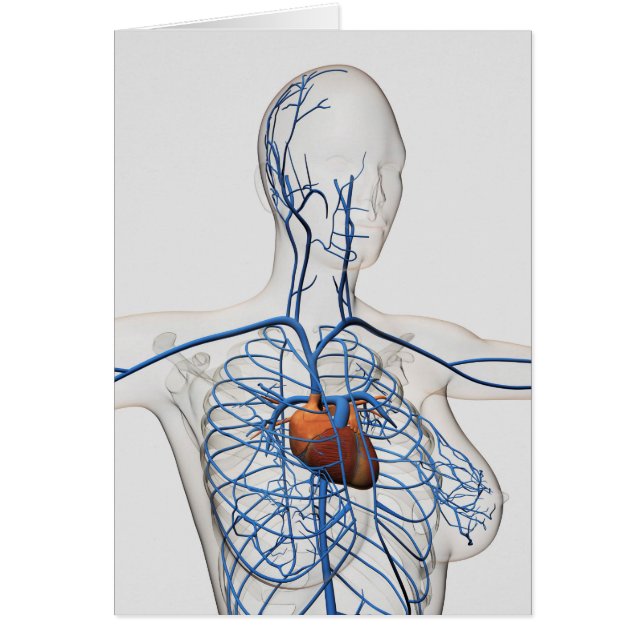 Ärztliche Illustration des Kreislaufsystems (Vorne)