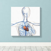 Ärztliche Illustration des Kreislaufsystems Leinwanddruck (Insitu (Holzboden))