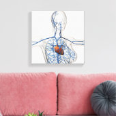 Ärztliche Illustration des Kreislaufsystems Leinwanddruck (Insitu (Wohnzimmer))