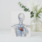 Ärztliche Illustration des Kreislaufsystems Postkarte (Stehend Vorderseite)