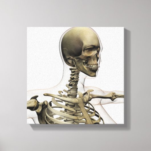 Ärztliche Veranschaulichung des Schädels einer Fra Leinwanddruck (Vorderseite)