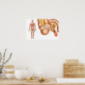 Ärztliche Veranschaulichung einer Anlage Poster (Küche)