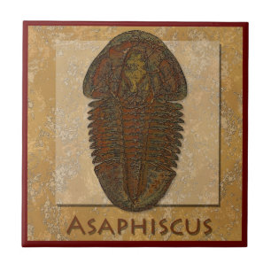 Asaphiscus Fossil Trilobit Fliese