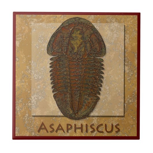Asaphiscus Fossil Trilobit Fliese (Vorderseite)
