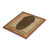 Asaphiscus Fossil Trilobit Fliese (Seite)