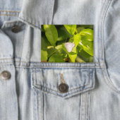 Ascia_02 Button (Insitu)