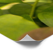 Ascia_02 Poster (Ecke)